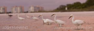 Josh Manring Photographer Decor Wall Art -  Florida Birds Everglades -71.jpg